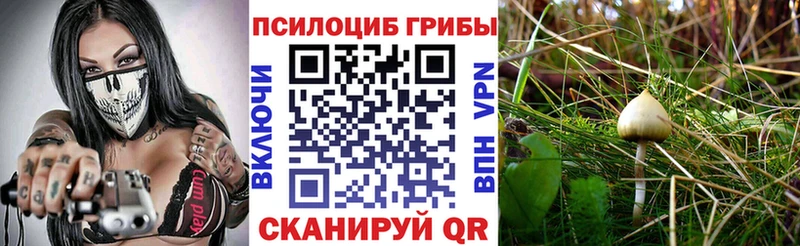купить закладку Богородск Псилоцибиновые грибы MAGIC MUSHROOMS